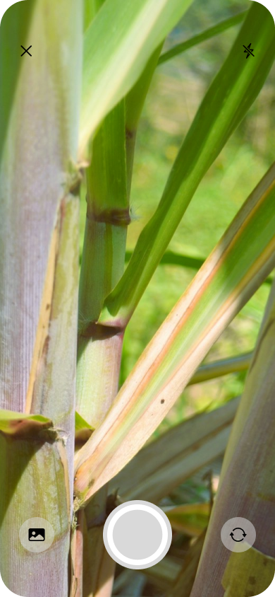 Cropscan capturando uma folha de cana-de-açúcar pela câmera